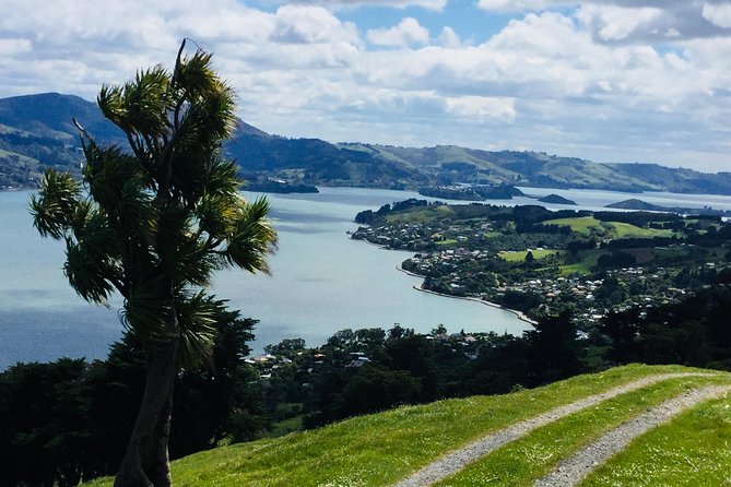 Dunedin City Highlights, Otago Peninsula Scenery & Albatross Guided Tour - What the six-hour schedule means for you