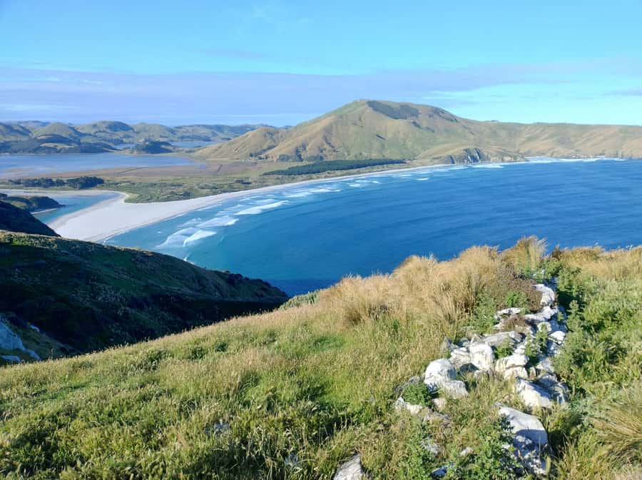Dunedin City & Otago Peninsula Scenery Day Tour - The Royal Albatross Centre: wildlife, views, and a timing choice