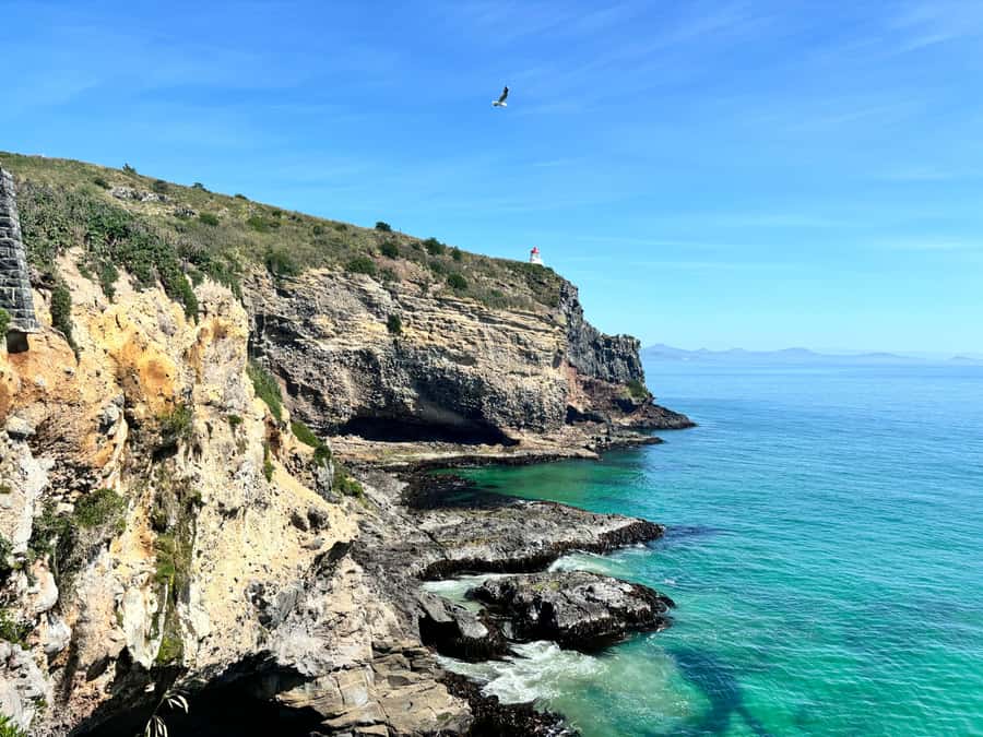 Dunedin City & Otago Peninsula Scenery Day Tour - What the small minibus changes