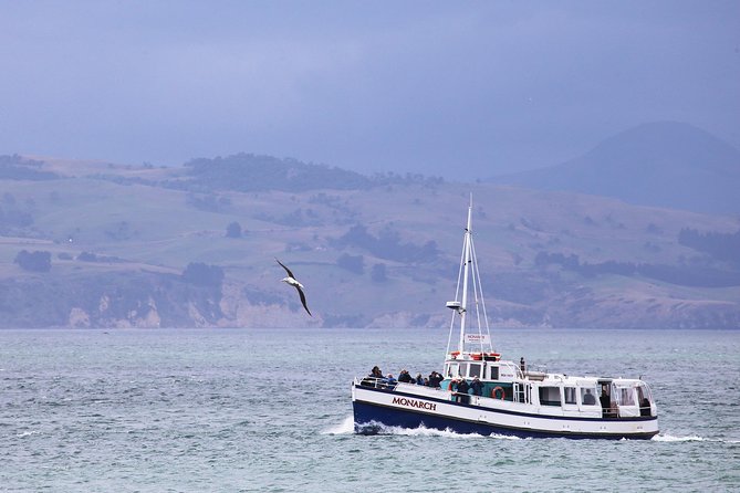 Dunedin City to Sea Wildlife Cruise + Peninsula Bus Tour - Setting out from Dunedin at 4 pm