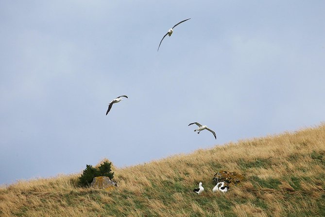 Dunedin City to Sea Wildlife Cruise + Peninsula Bus Tour - Taiaroa Head and the royal albatross colony