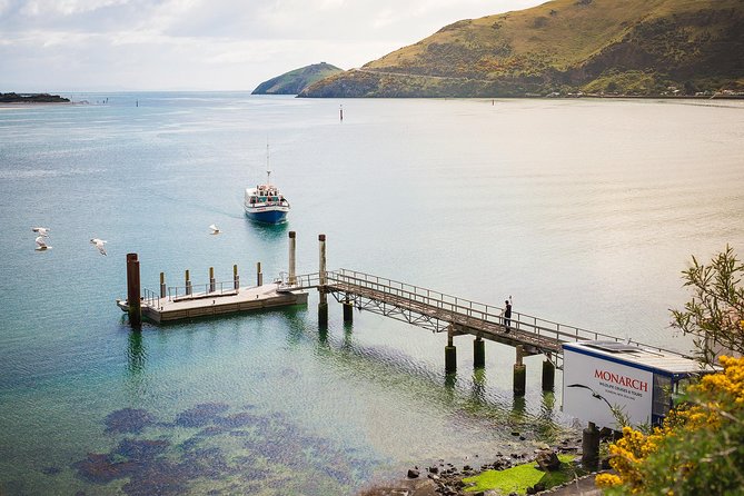 Dunedin City to Sea Wildlife Cruise + Peninsula Bus Tour - The Otago Peninsula by bus, October through April