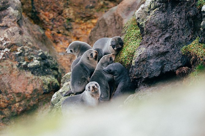 Dunedin City to Sea Wildlife Cruise + Peninsula Bus Tour - Wildlife watching without false promises