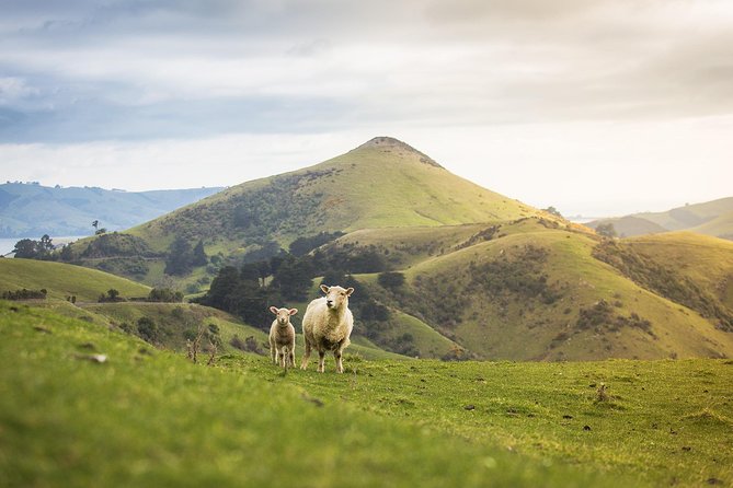 Dunedin City to Sea Wildlife Cruise + Peninsula Bus Tour - The return cruise: peaceful or too long?