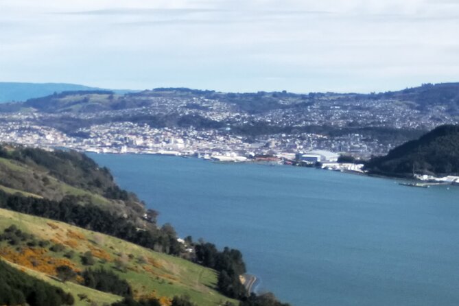 Dunedin City, Wildlife and Larnach Castle - Why this tour works so well in Dunedin