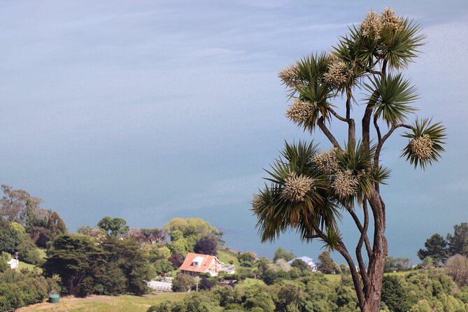 Dunedin City, Wildlife and Larnach Castle - Larnach Castle and gardens: the day’s main historic stop