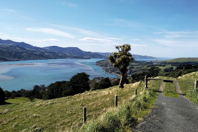 Dunedin City, Wildlife and Larnach Castle - What happens at Taiaroa Head and the albatross area