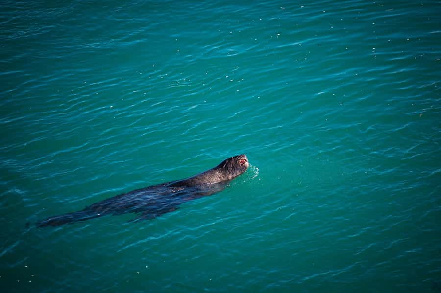 Dunedin: Monarch - One Hour Wildlife Cruise - Fur seals at the rocky breeding area