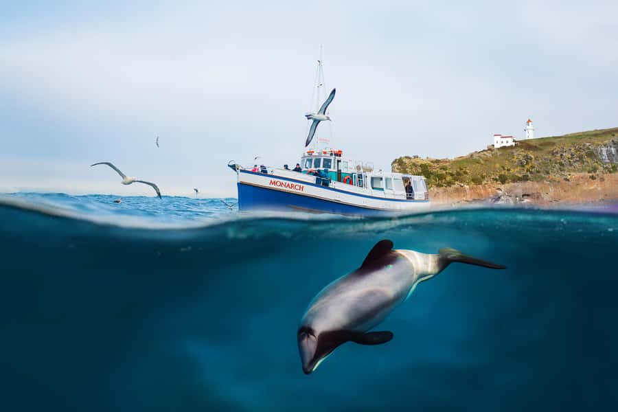 Dunedin: Monarch - One Hour Wildlife Cruise - Smaller seabirds and possible marine mammals
