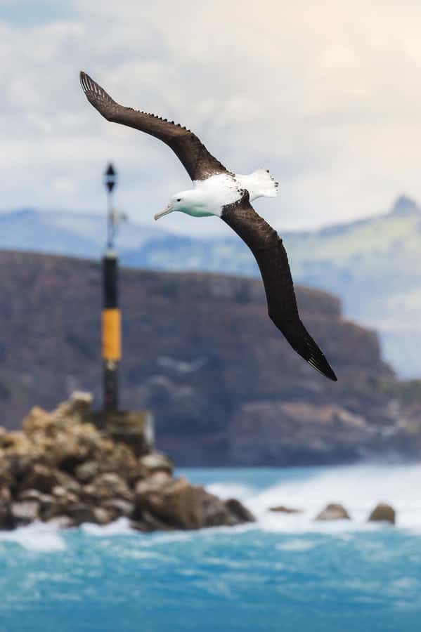 Dunedin: Monarch - One Hour Wildlife Cruise - What the $41 price buys you