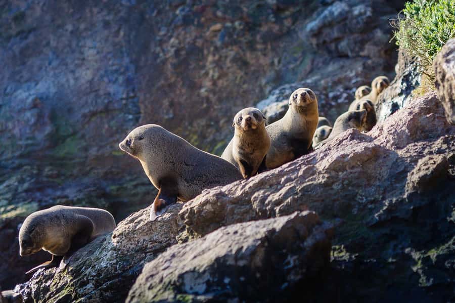 Dunedin: Monarch - One Hour Wildlife Cruise - Aramoana Beach and its sunbathing sea lions