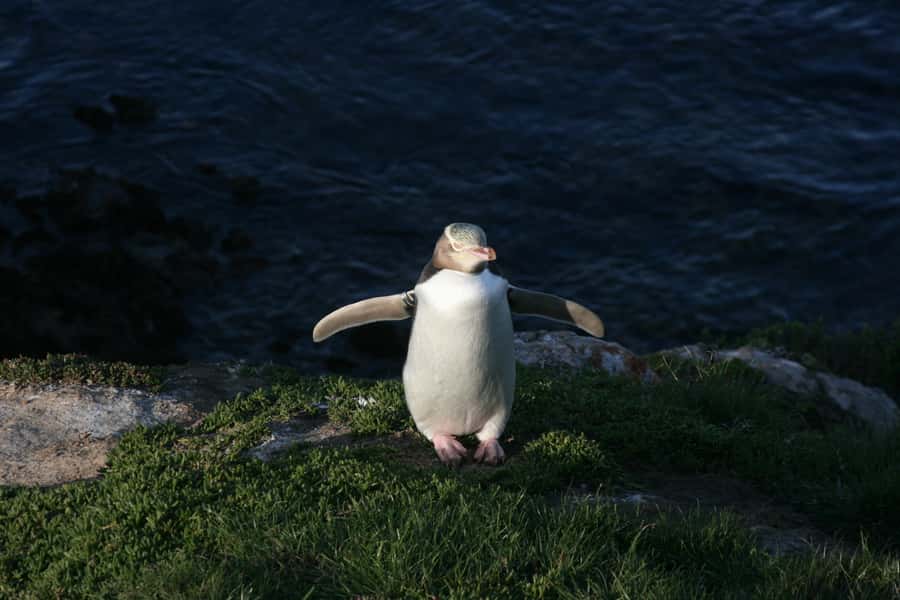 Dunedin: Otago Peninsula with Guided Penguin Reserve Tour - Key points to know before booking