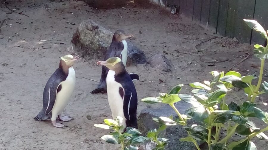 Dunedin: Otago Peninsula with Guided Penguin Reserve Tour - The Opera and the Yellow-eyed Penguin mission