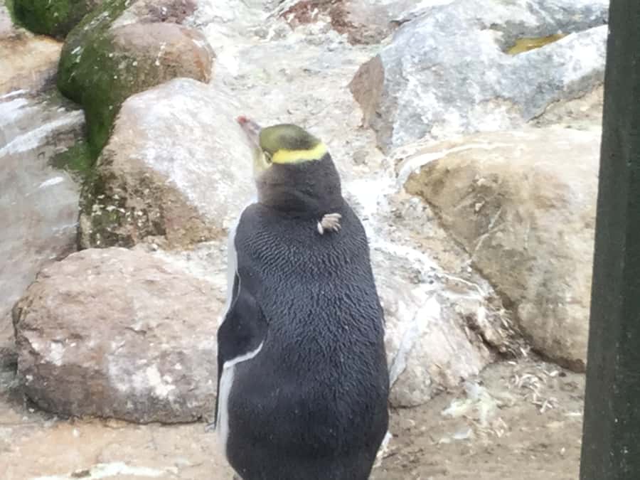 Dunedin: Otago Peninsula with Guided Penguin Reserve Tour - Price, group size, and what the $191 buys