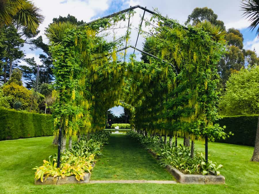 Dunedin: Peninsula with Lanarch Castle gardens & Olveston - Why this six-hour Dunedin tour works well from a cruise ship