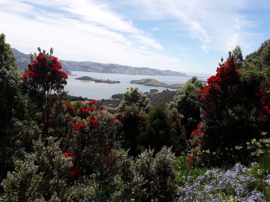 Dunedin: Peninsula with Lanarch Castle gardens & Olveston - Larnach Castle Gardens, not the full castle