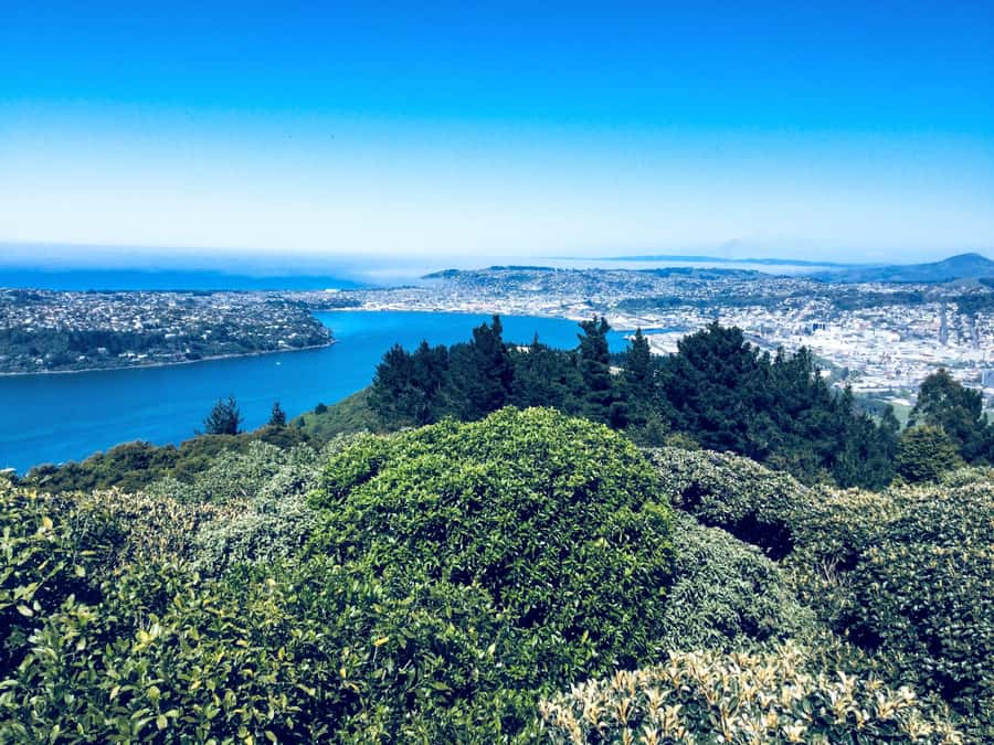 Dunedin: Small Group City Highlights Tour - Otago University and Dunedin’s student heart