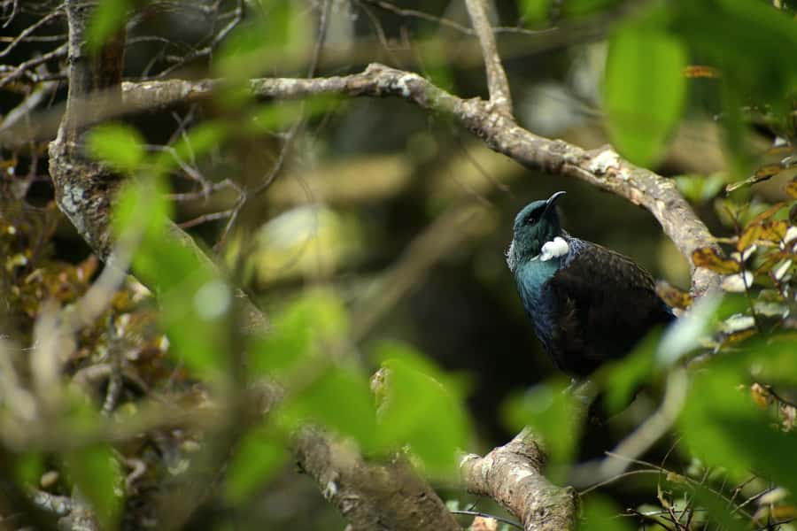 Dunedin: Wildlife and Penguin Tour - A conservation visit, not a guaranteed penguin show