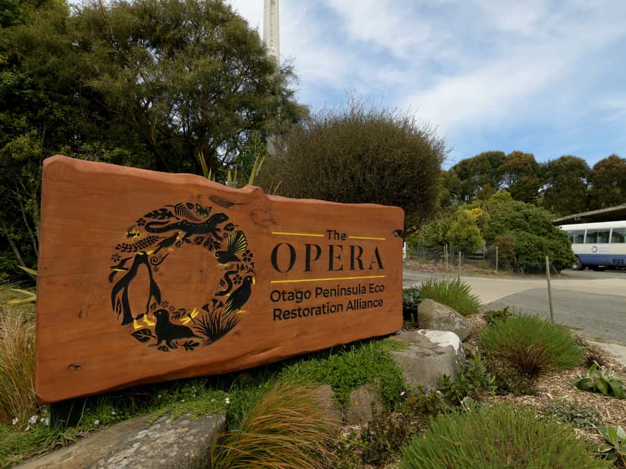 Dunedin: Wildlife and Penguin Tour - The rehabilitation centre offers the closest penguin view