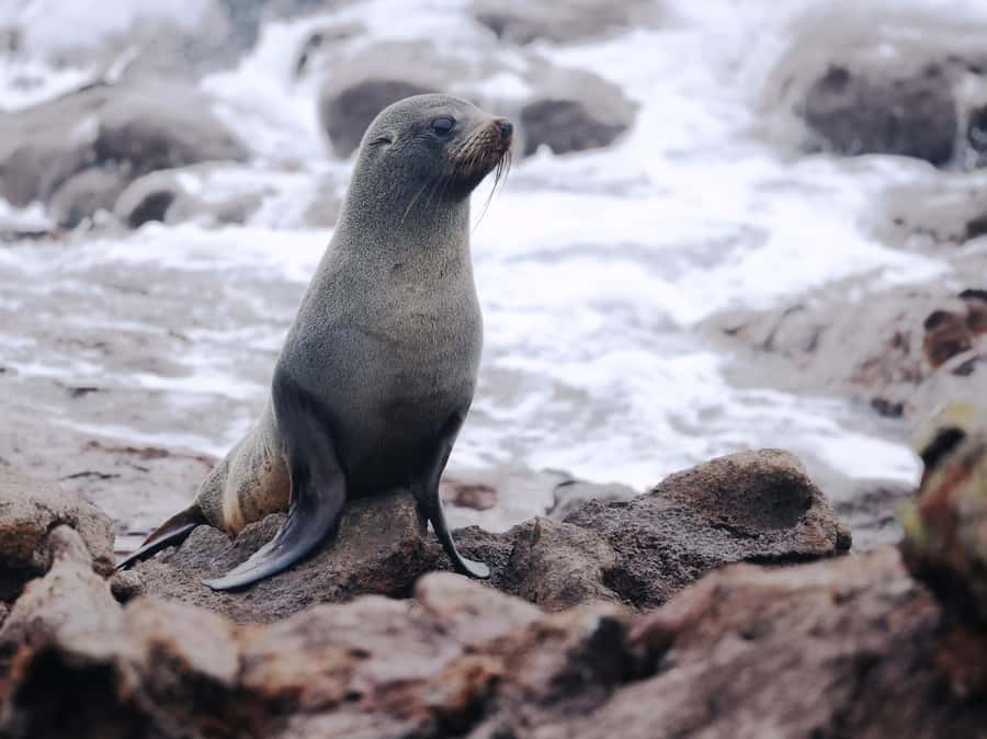 Dunedin: Wildlife and Penguin Tour - Why the conservation angle adds real value