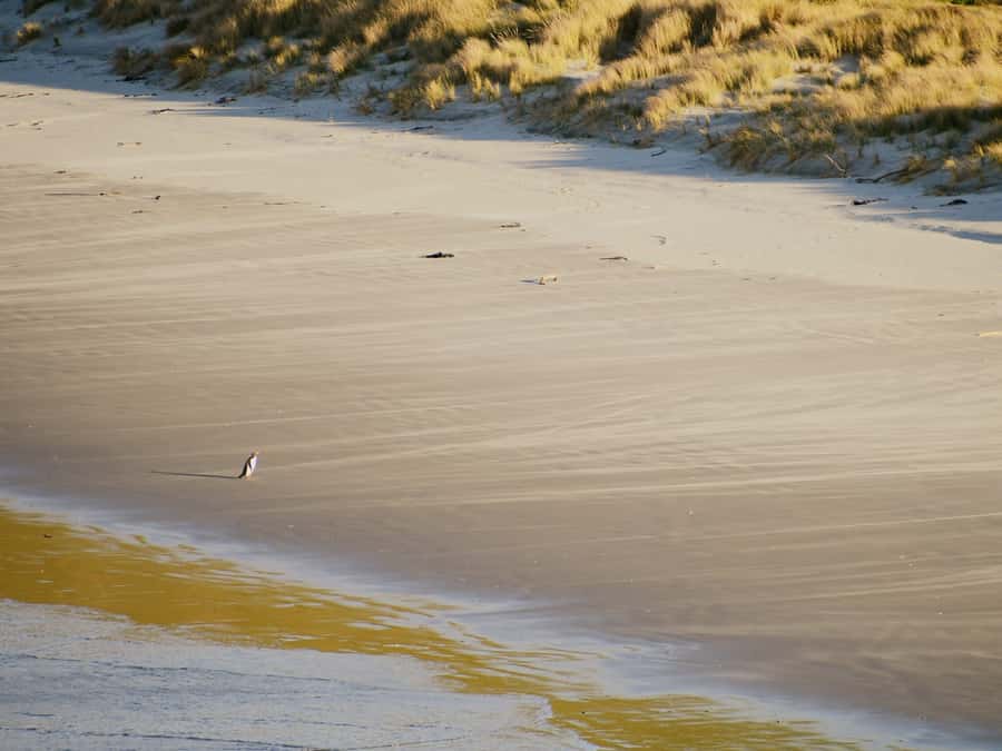 Dunedin: Wildlife and Penguin Tour - Is $44 a fair price?