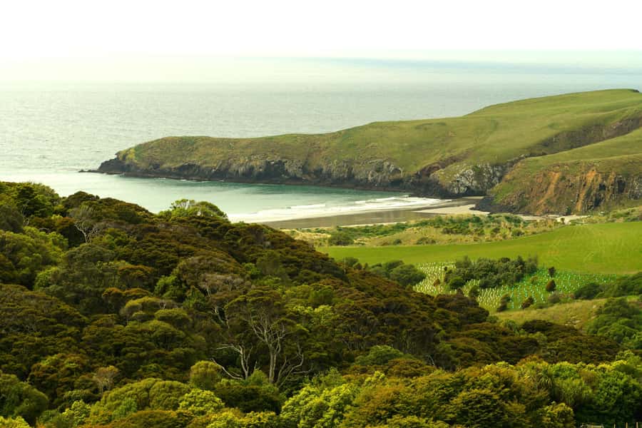 Dunedin: Wildlife and Penguin Tour - The theatre presentation sets the scene