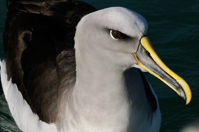 Dunedin Wildlife Cruise-Albatross, seals and harbour - Rachel’s guiding style