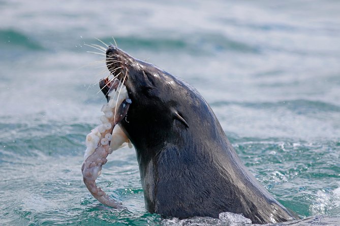 Dunedin Wildlife Cruise-Albatross, seals and harbour - Comfort, clothing, and the small-boat trade-off