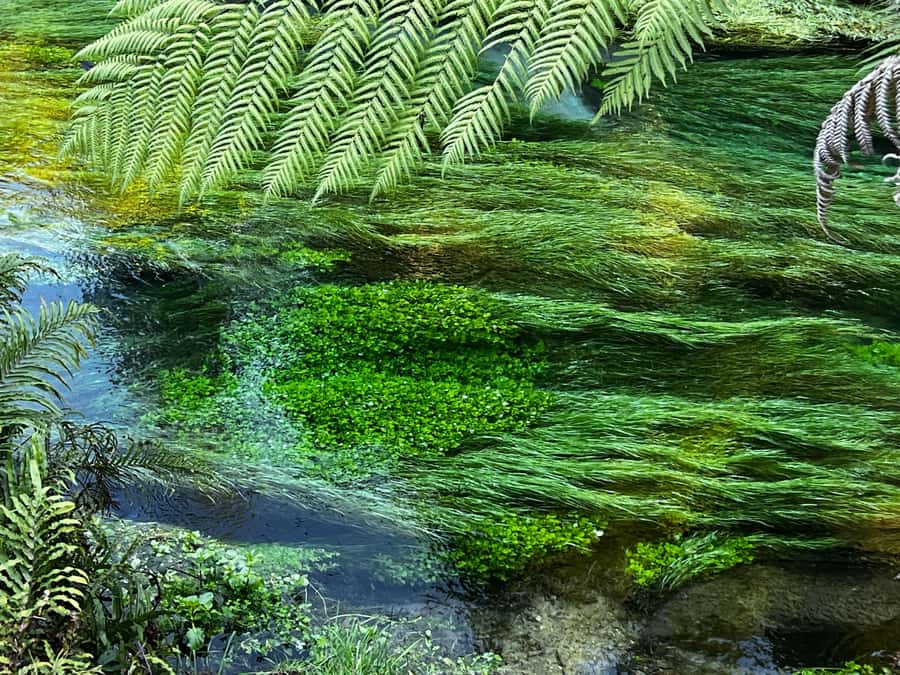 Ex Auckland: TE PUIA Geothermal, Redwood & Blue Springs - Key points at a glance