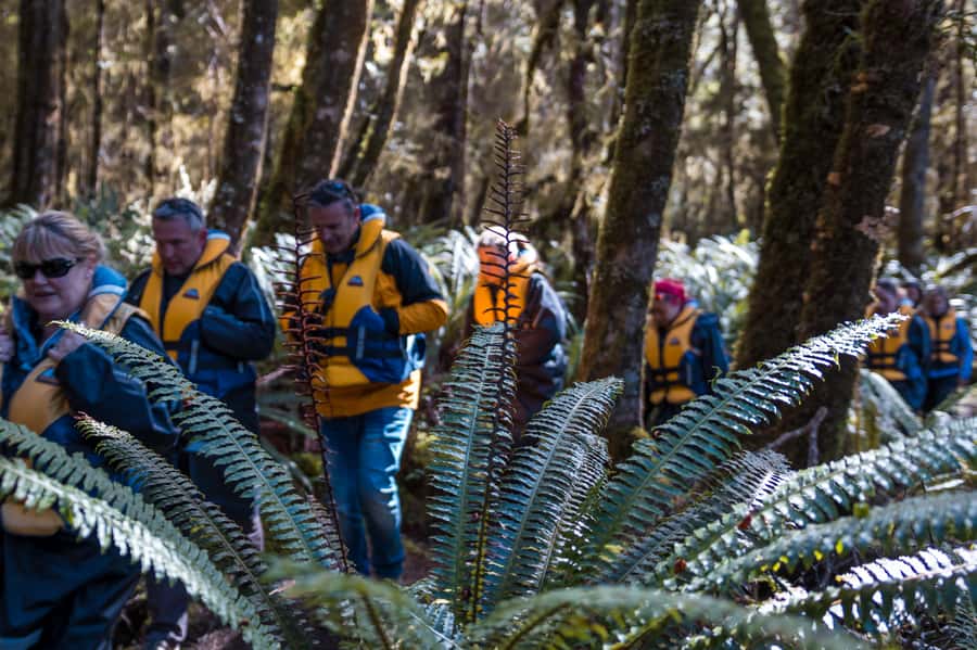 Fiordland: Jet Boat & Nature Walk Experience from Te Anau - Lake Manapouri brings the quiet payoff