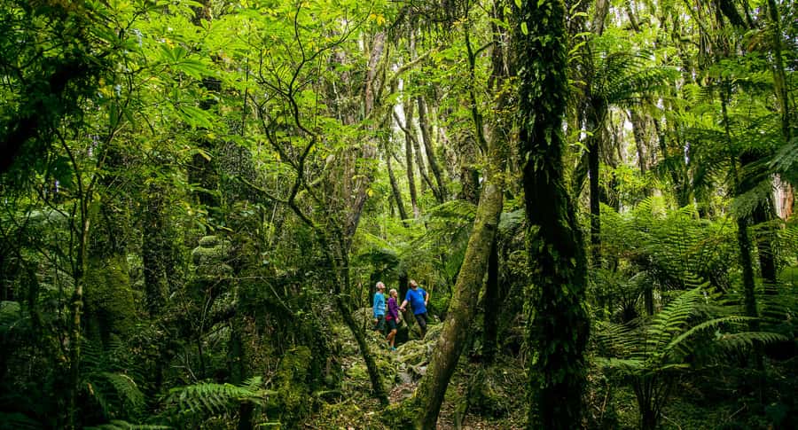 Fox Glacier: Half Day Walking & Nature Tour with Local Guide - Reading the valley through moraine and river stones