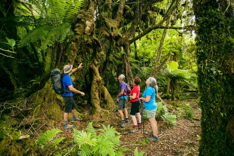 Fox Glacier: Half Day Walking & Nature Tour with Local Guide - Glacier views without glacier access