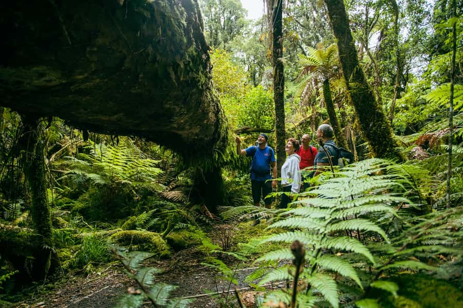 Fox Glacier: Half Day Walking & Nature Tour with Local Guide - Should you book the Fox Glacier walk?