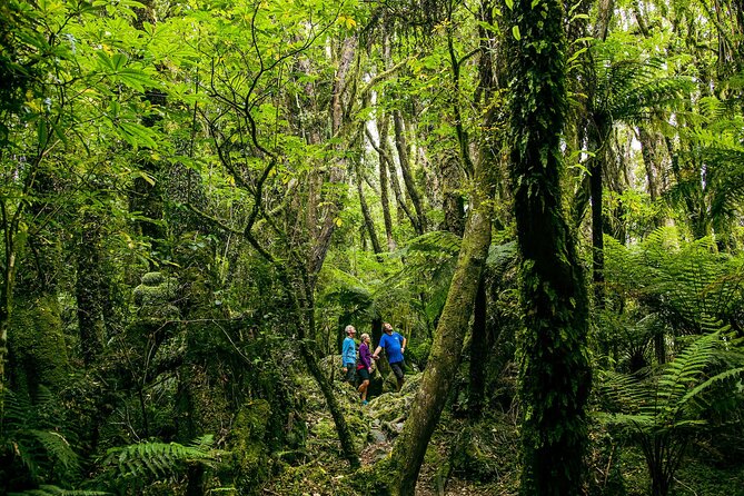 Fox Glacier Nature Tour - Key points at a glance