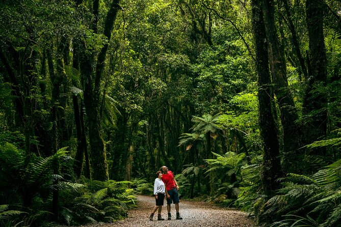 Fox Glacier Nature Tour - Starting from Franz Josef at 1:30 pm