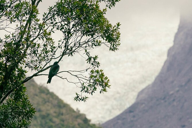 Fox Glacier Nature Tour - Rain, river crossings, and the right level of fitness