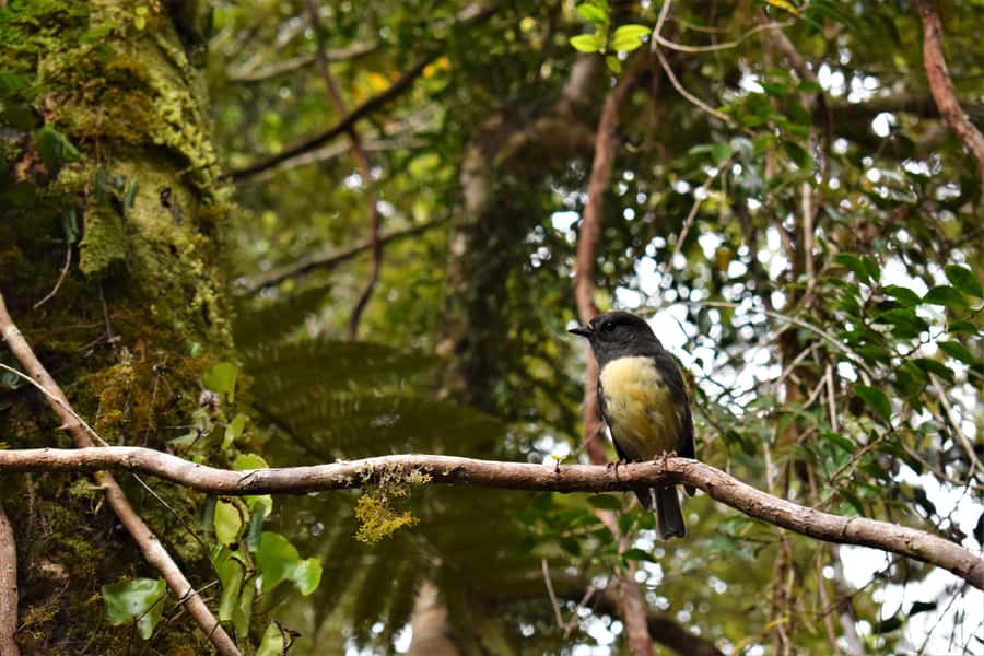 Franz Josef Glacier: 2.5-Hour Lake Mapourika Cruise and Walk - How the weather changes the experience