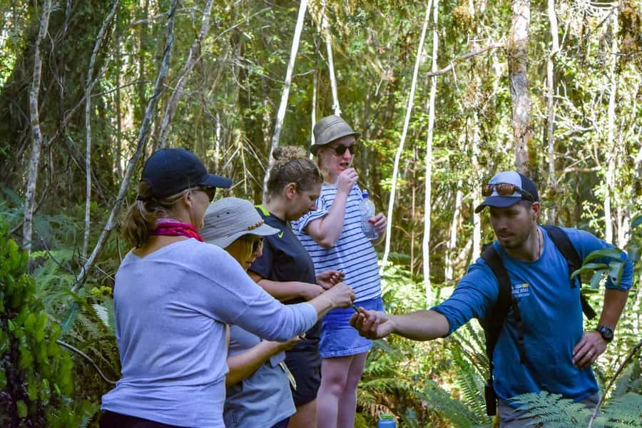 Franz Josef Glacier: 2.5-Hour Lake Mapourika Cruise and Walk - From 30 Main Road to the lake