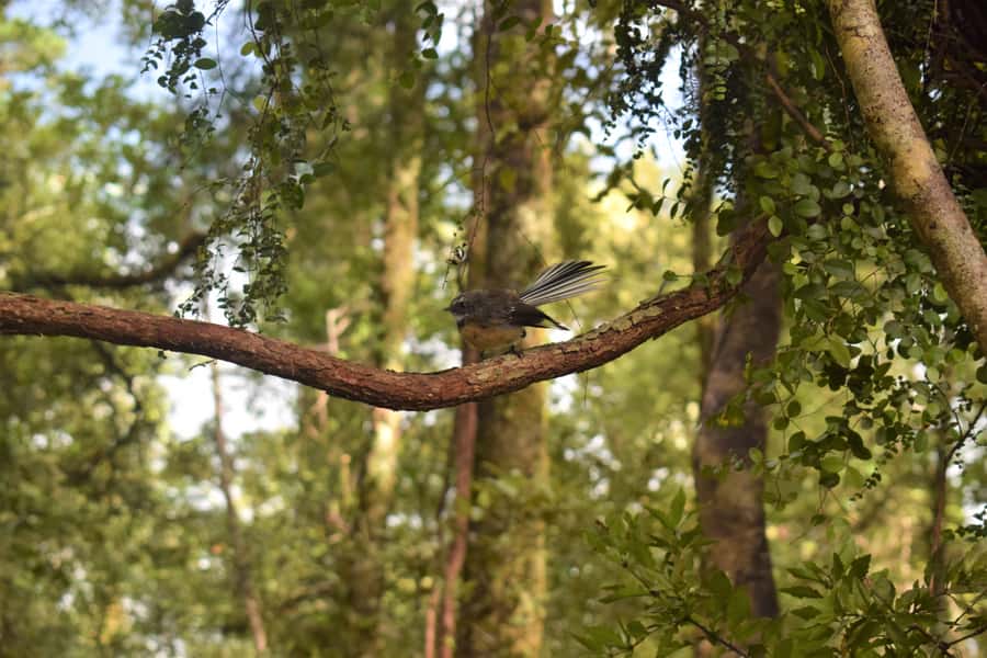 Franz Josef: Kayak & Walking Tour to Okarito Kiwi Sanctuary - Weather, clothing, and physical effort