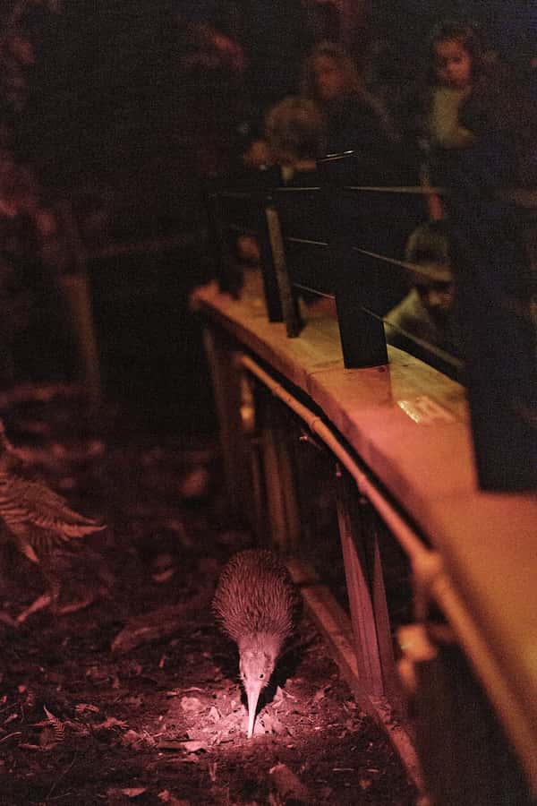 Franz Josef: West Coast Wildlife Centre Entry Ticket -48 hrs - Why the kiwi room is the main event