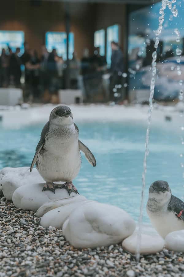 Franz Josef: West Coast Wildlife Centre Entry Ticket -48 hrs - The new penguin encounter and the best time to visit