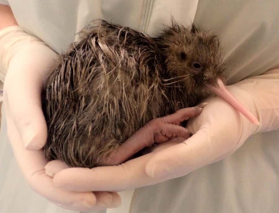 Franz Josef: West Coast Wildlife Centre Entry Ticket -48 hrs - Should you book the West Coast Wildlife Centre?