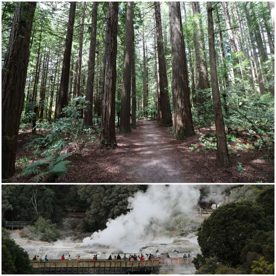 From Auckland: Day Trip to Rotorua with Optional extras - A hangi buffet makes lunch part of the experience
