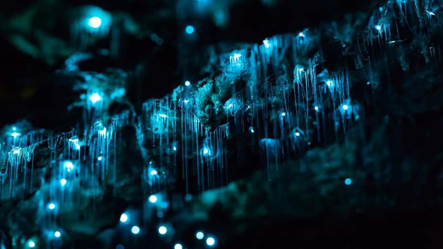 From Auckland: Day Trip to Waitomo Glow Worm Caves - Thirty minutes around the Waitomo Homestead