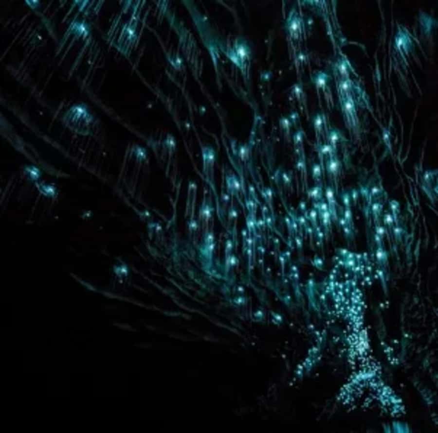 From Auckland: Day Trip to Waitomo Glow Worm Caves - Who will enjoy this day trip most?