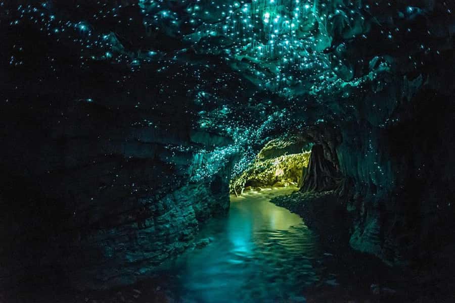 From Auckland: Day Trip to Waitomo Glow Worm Caves - A long but pleasant road from Auckland
