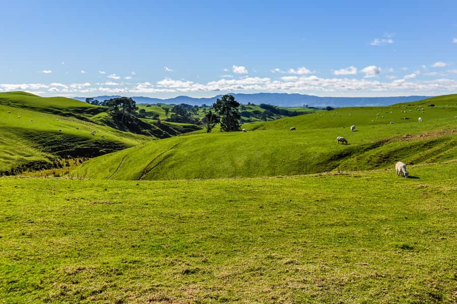 From Auckland or Rotorua: Hobbiton & Waitomo Tour with Lunch - Should you book the Hobbiton and Waitomo day trip?