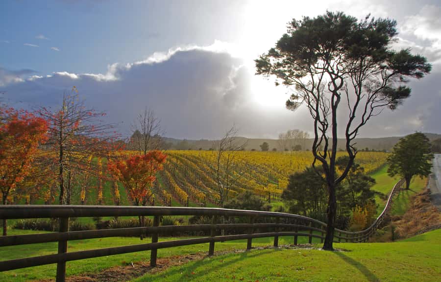 From Auckland: Small Group Kumeu Wine Tour with Lunch - Coopers Creek and the pleasure of choice