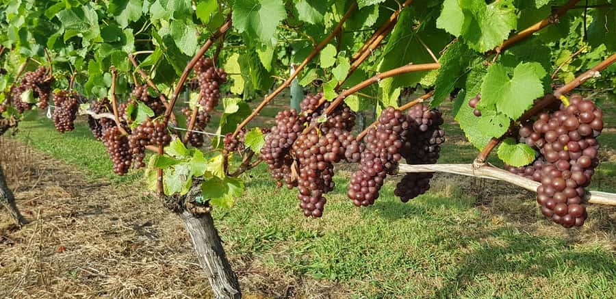 From Auckland: Small Group Kumeu Wine Tour with Lunch - Soljans: wine, family history, and a proper lunch