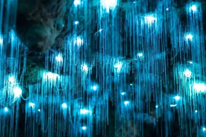 From Auckland: Spellbound, Waitomo Glowworm Cave Small Group Tour - Taking photos in a dark cave